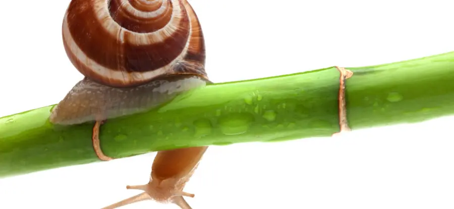 Attenuare le rughe con crema alla bava di lumaca