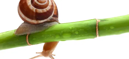 Attenuare le rughe con crema alla bava di lumaca