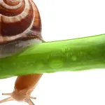 Attenuare le rughe con crema alla bava di lumaca