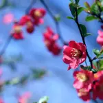 Dirlo con un fiore... ma cosa vuoi dire?