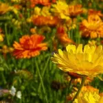 Usi erboristici della calendula