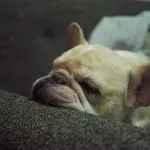 Rimedi naturali contro l'insonnia