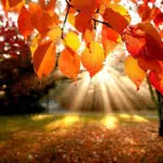 Autunno: come sconfiggere l’umidità in casa?