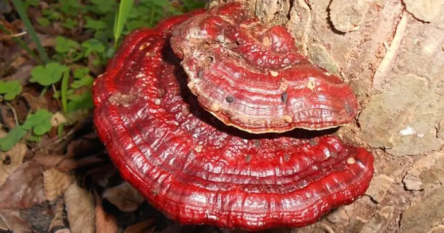 Ganoderma: tutte le proprietà e i benefici