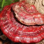 Ganoderma: tutte le proprietà e i benefici