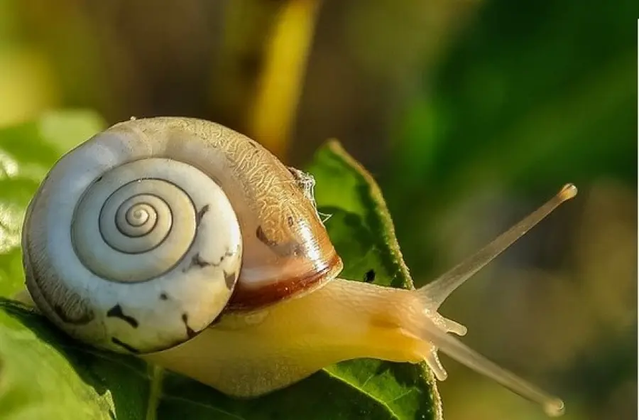 Allevare lumache: costi e guadagni