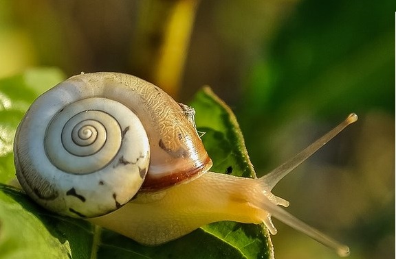 Allevare lumache: costi e guadagni