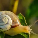 Allevare lumache: costi e guadagni