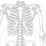 Costola incrinata: cause e rimedi